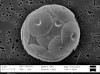 Rapid Plankton Growth in Ocean Seen as Sign of Carbon Dioxide Loading