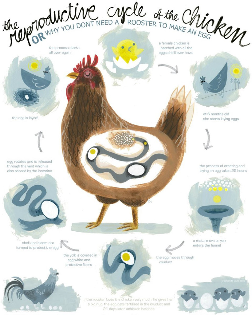 chickenposter_21