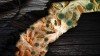 Deep Down Fracking Wells, Microbial Communities Thrive