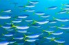 Ocean acidification and warming disrupts fish shoals