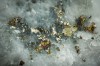 Elemental Variation in Pyrite: A Key to Ocean Chemistry